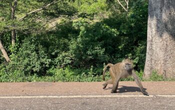 Baboon near busitema forest
