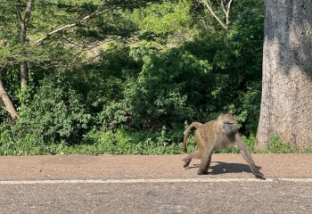 Baboon near busitema forest